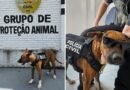 Cachorro resgatado vira mascote da Polícia Civil e ganha apelido de ‘inspetor Chocolate’ em Goiânia